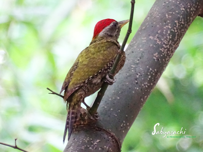 Streak-throated Woodpecker male