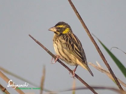 Streaked weaver