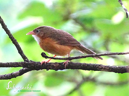 Tawny-bellied babbler