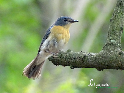 Tickell's blue flycatcher male