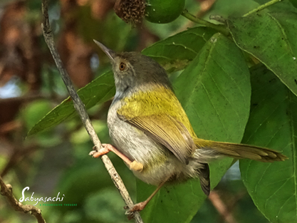 Common Tailor bird
