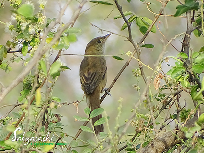 Thick-billed warbler