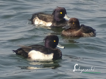 Tufted duck