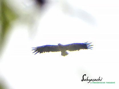Tawny eagle