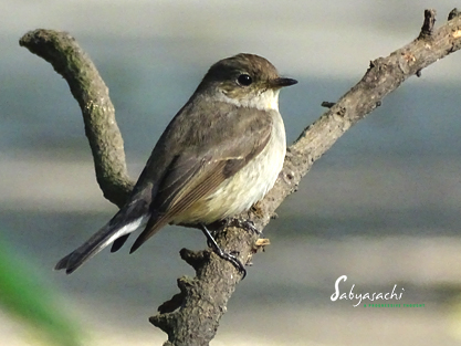 Taiga flycatcher female