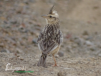 Tawny Lark or Sykes's Crested Lark