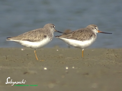 Terek sandpiper