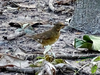 Tickell's thrush