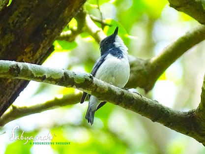 Ultramarine flycatcher male