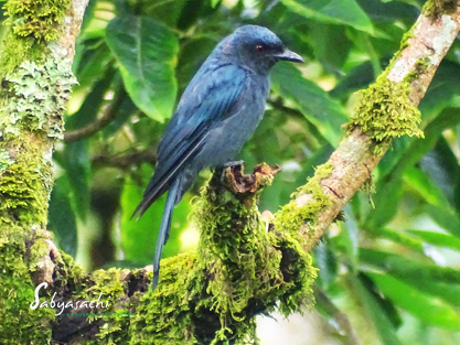 Ashy Drongo