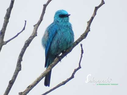 Verditer flycatcher male