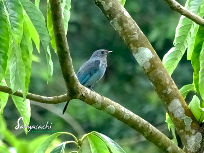 Verditer flycatcher female