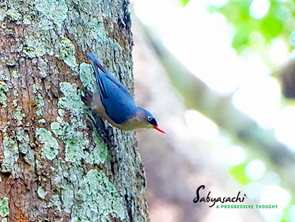 Velvet-fronted nuthatch