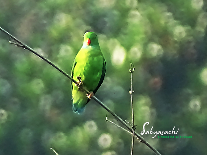 Vernal hanging parrot