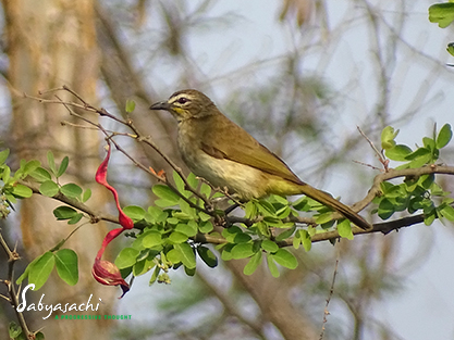 White-browed bulbul