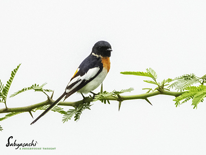 White-bellied minivet