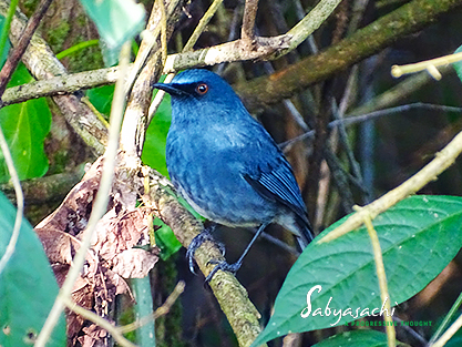 White-bellied blue robin
