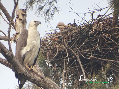 White-bellied sea eagle