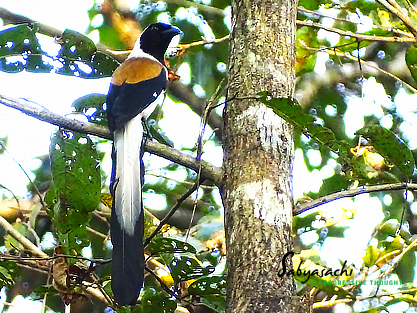 White-bellied treepie