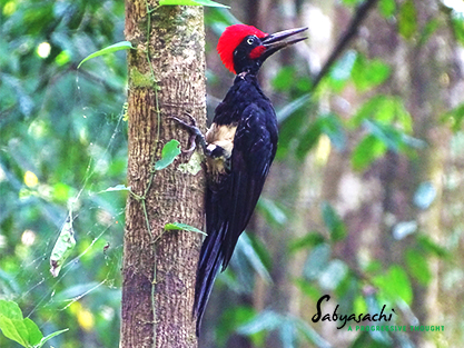 White-bellied woodpecker