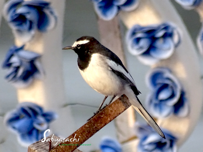 White-browed Wagtail