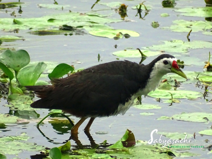 White-breasted Waterhen