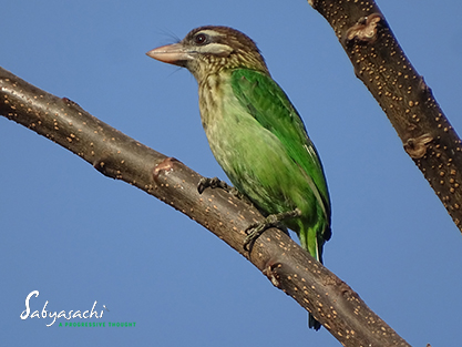 White-cheeked barbet or Small green barbet