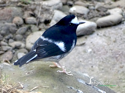Little forktail