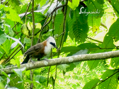 White-crested laughingthrush