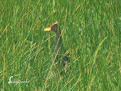 Watercock male