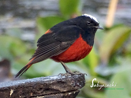 White-capped Water Redstart
