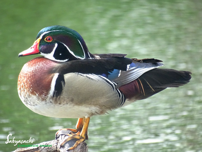 American Wood Duck