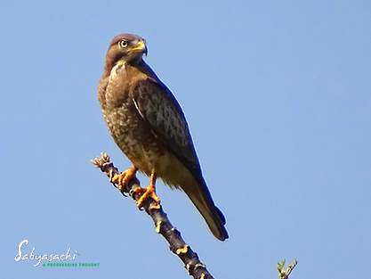 White-eyed buzzard
