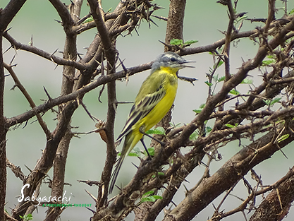 Western Yellow Wagtail ssp. beema