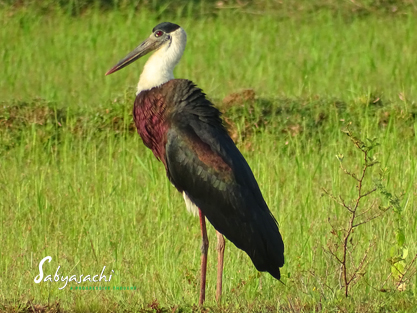 Woolly-necked stork