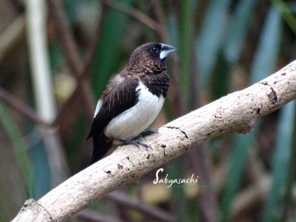 White-rumped munia