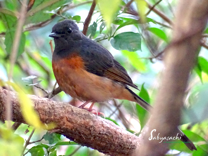 White-rumped shama
