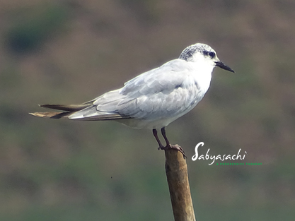 Whiskered Tern