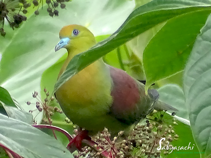 Wedge-tailed green pigeon male