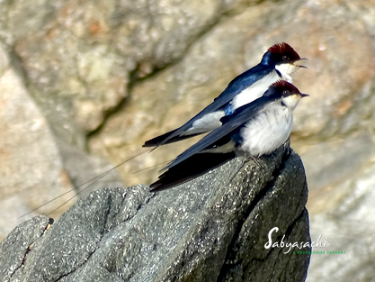 Wire-tailed swallow