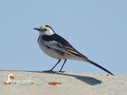 White Wagtail