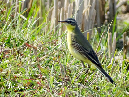 Western Yellow Wagtail