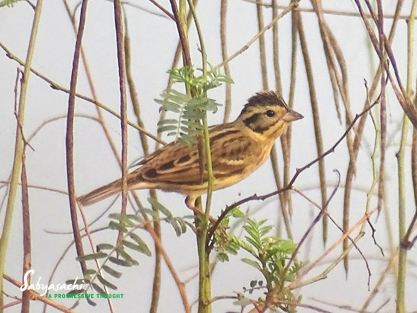 Yellow-breasted bunting
