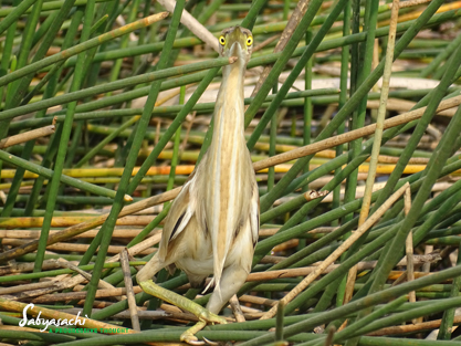 Yellow Bittern