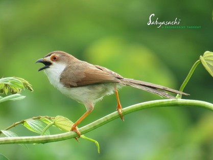 Yellow-eyed babbler