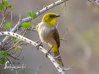 Yellow-throated bulbul