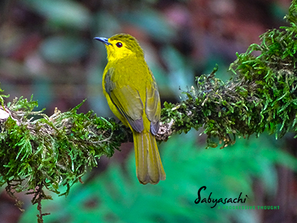 Yellow-browed bulbul