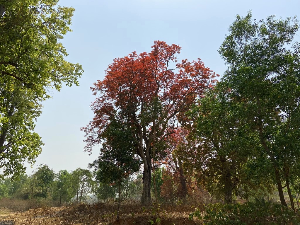 travel diary