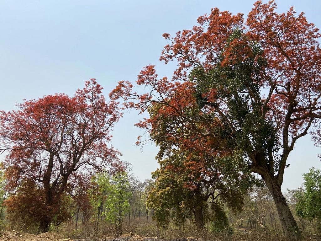 travel diary